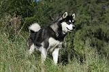 ALASKAN MALAMUTE 338